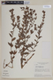 Cuphea ferruginea image