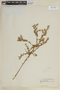 Cuphea flava image