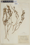 Cuphea fruticosa image