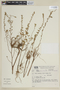 Cuphea glutinosa image