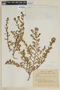 Cuphea glutinosa image