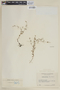 Cuphea gracilis image
