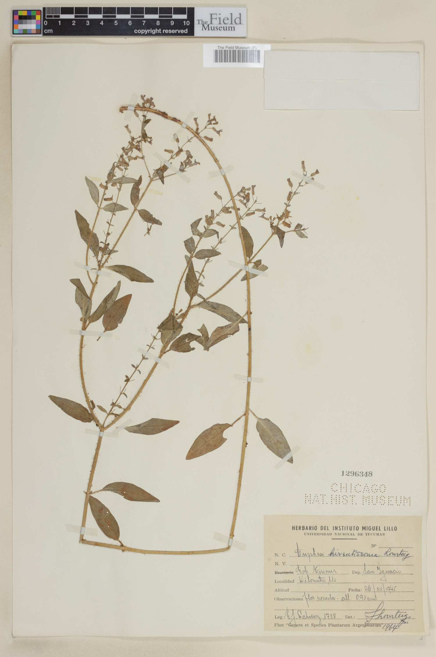 Cuphea hirsutissima image