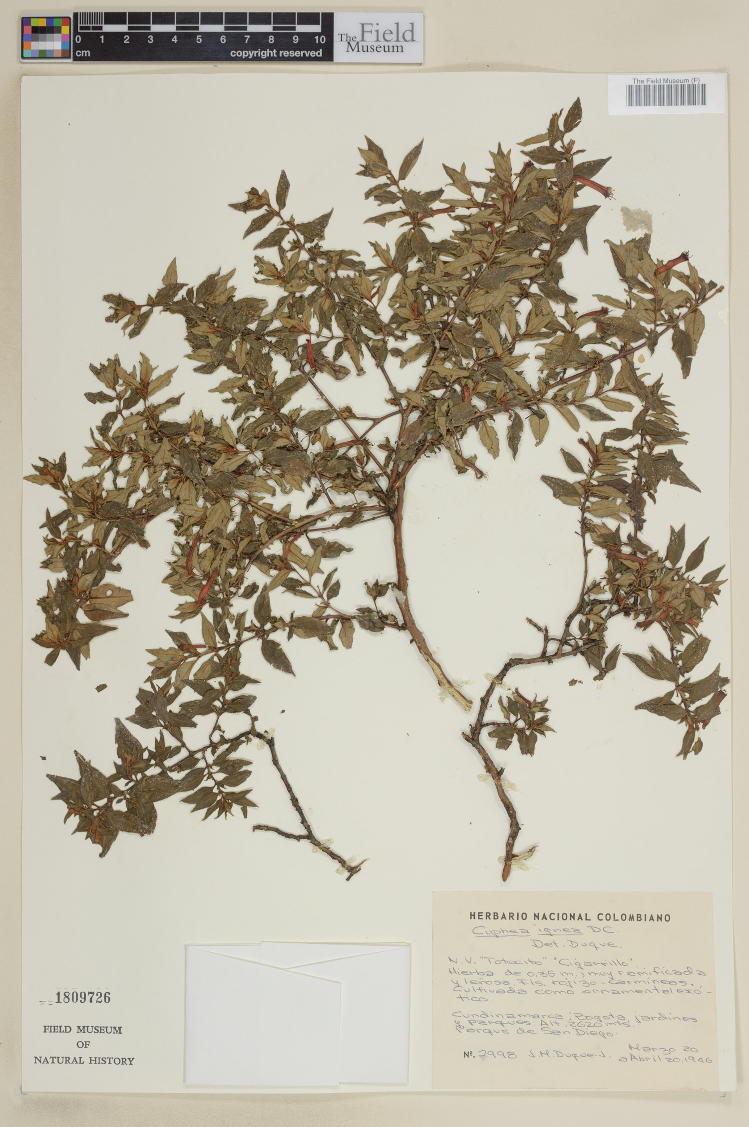 Cuphea ignea image