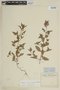Cuphea impatientifolia image