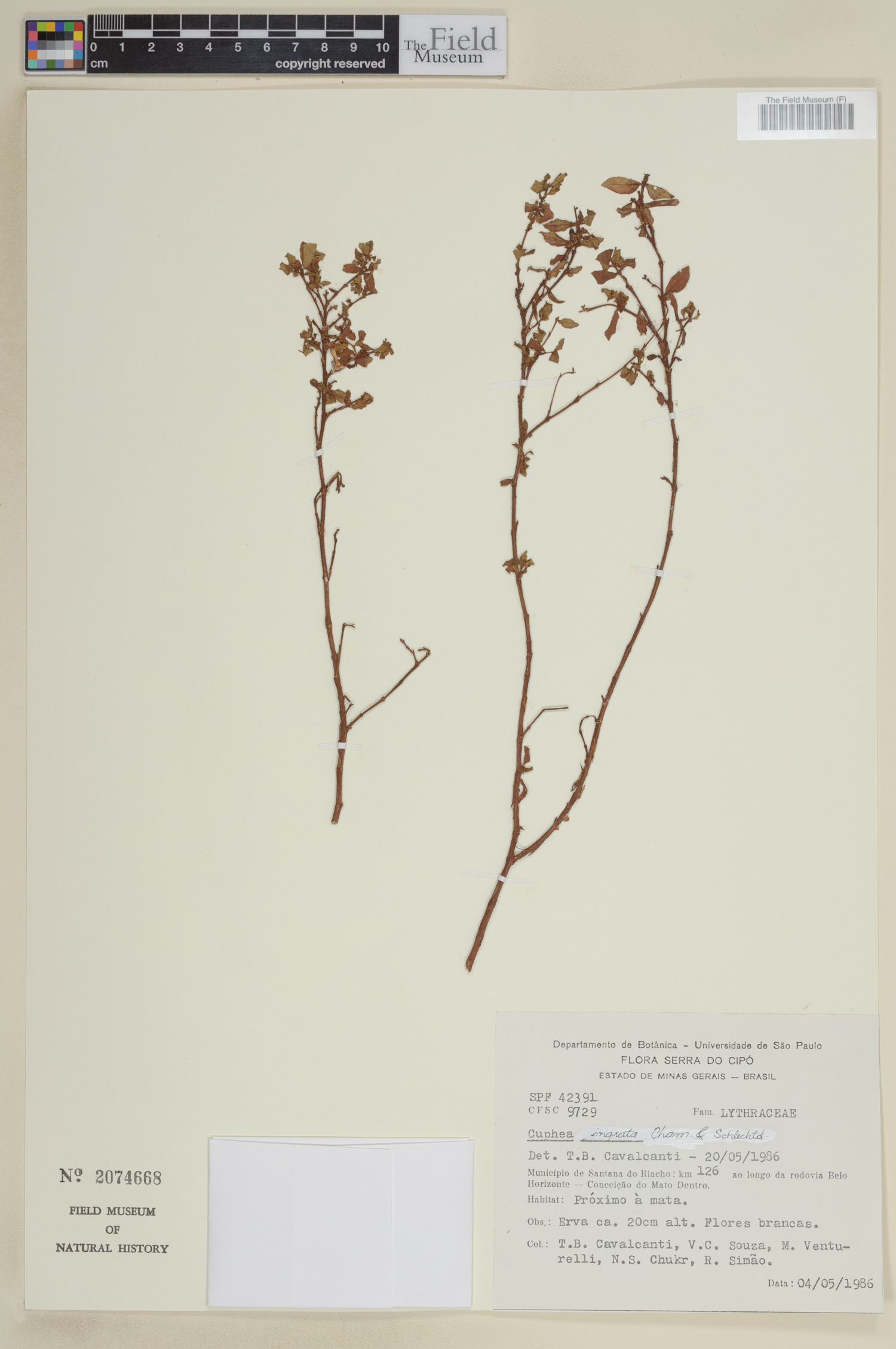 Cuphea ingrata image