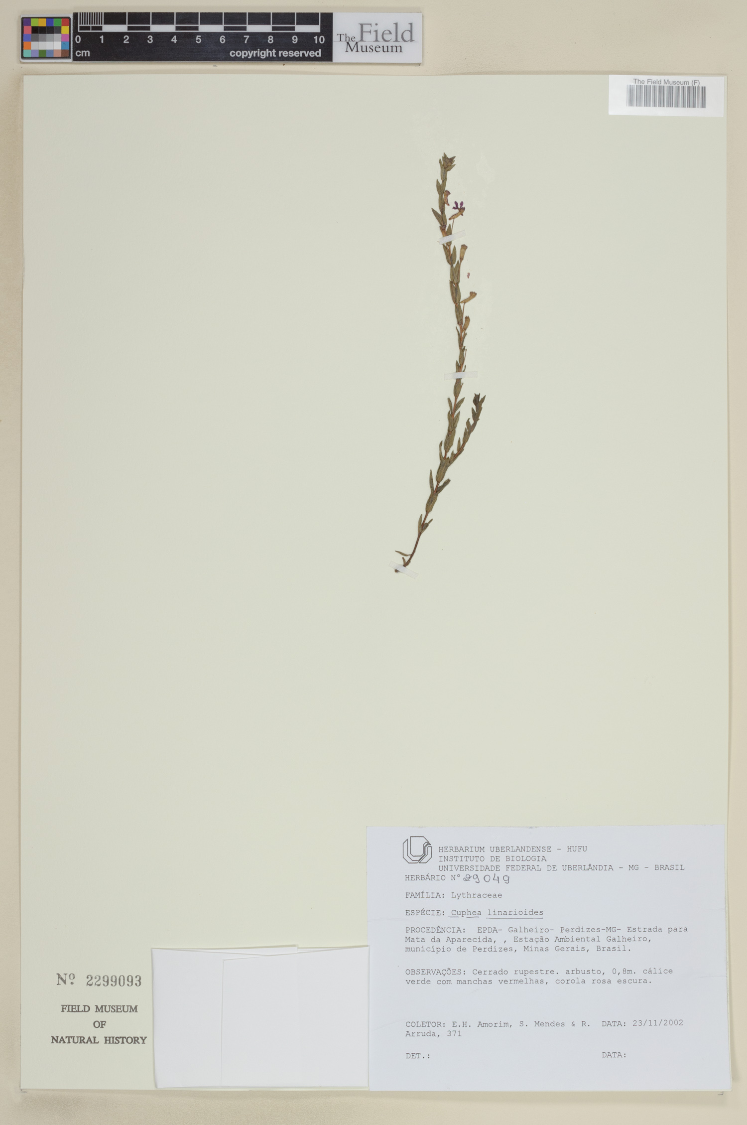 Cuphea linarioides image