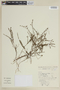 Cuphea linarioides image