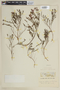 Cuphea linifolia image