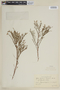 Cuphea linifolia image