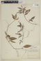 Cuphea lobelioides image
