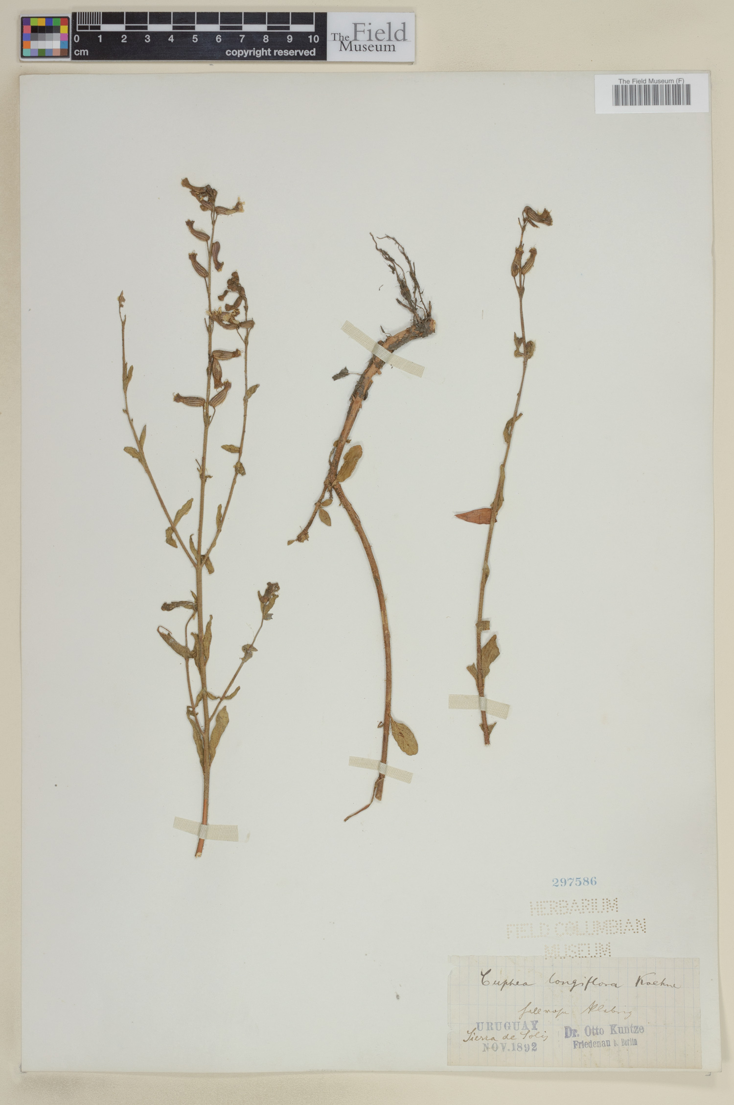 Cuphea racemosa subsp. longiflora image