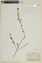 Cuphea lutescens image