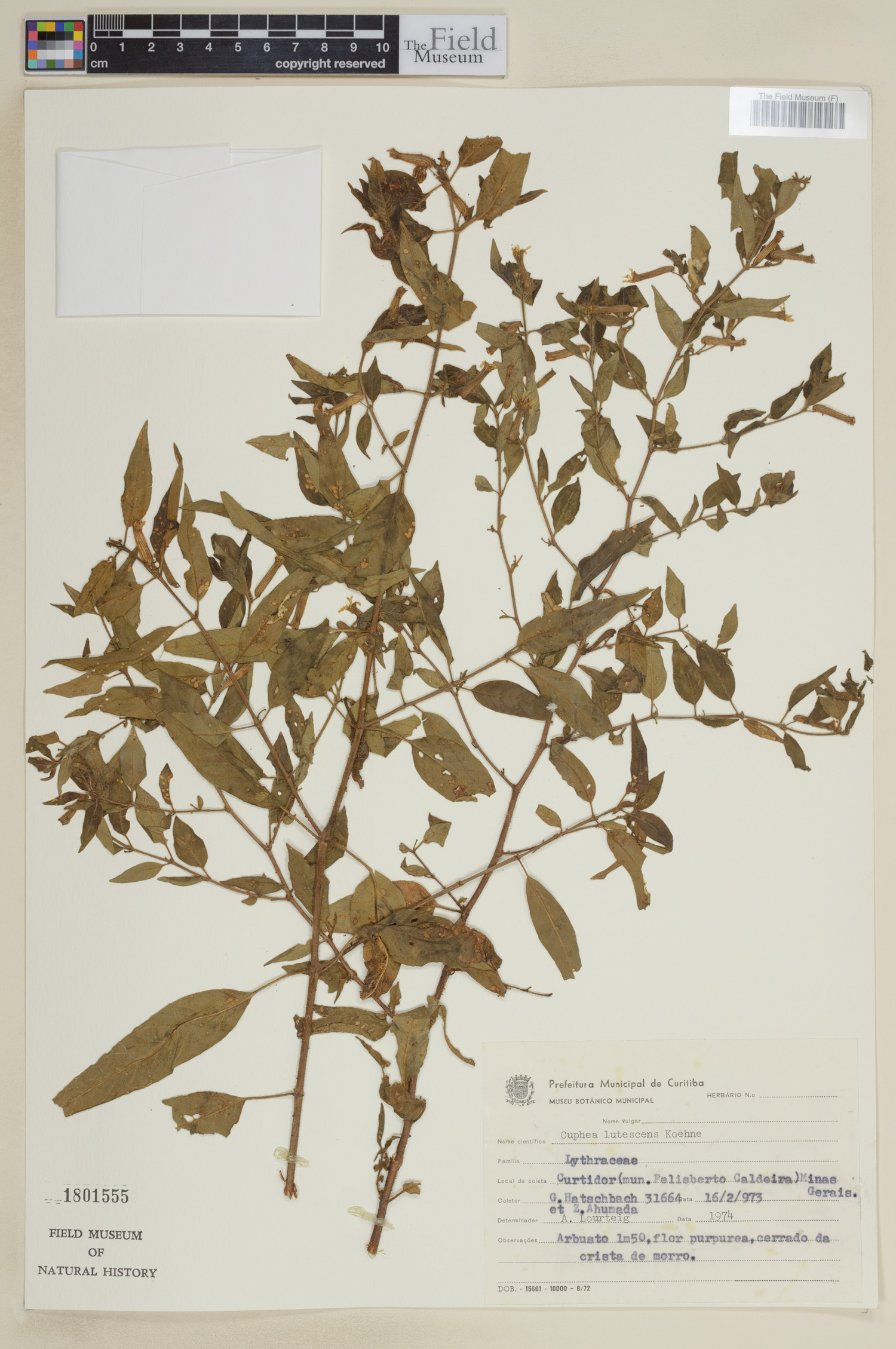 Cuphea lutescens image