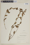 Cuphea lutescens image