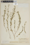 Cuphea micrantha image