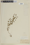 Cuphea micrantha image