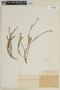 Cuphea microphylla image