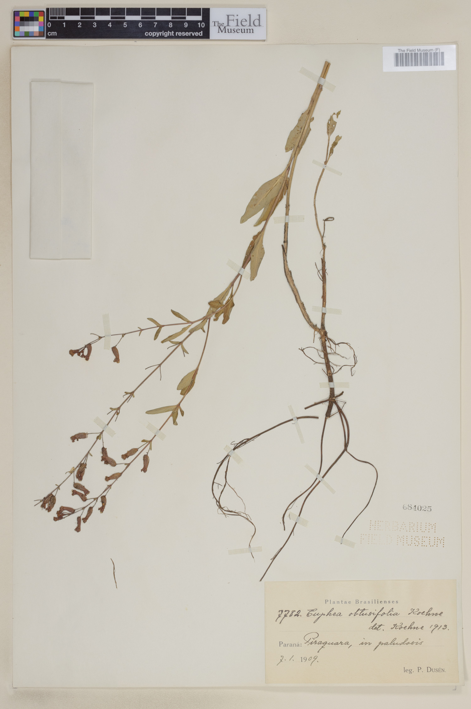 Cuphea racemosa subsp. racemosa image