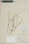 Cuphea odonellii image