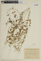 Cuphea origanifolia image