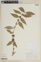 Adenaria floribunda image
