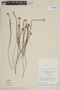 Cuphea acicularis image