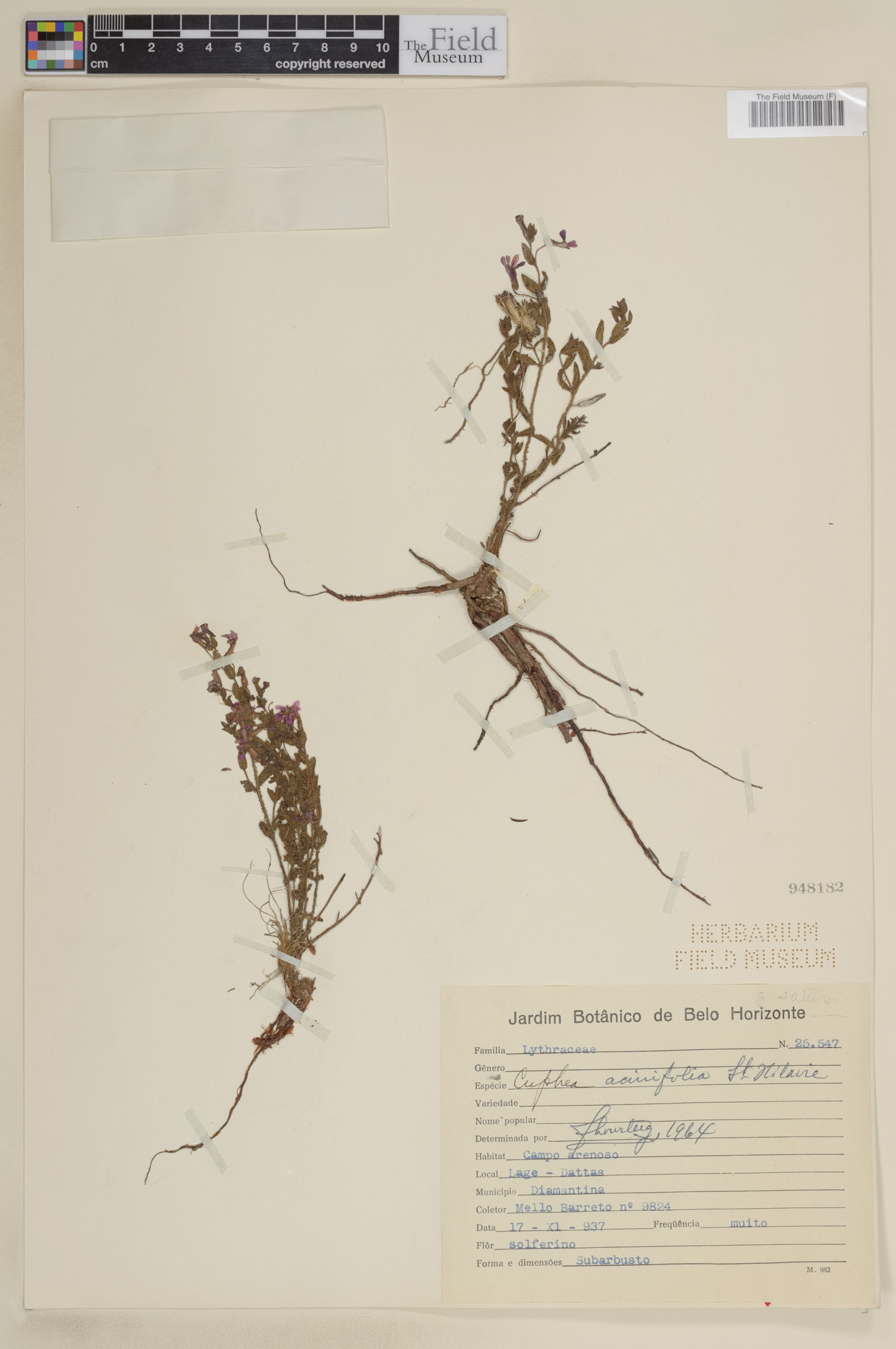 Cuphea acinos image