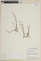 Cuphea anagalloidea image