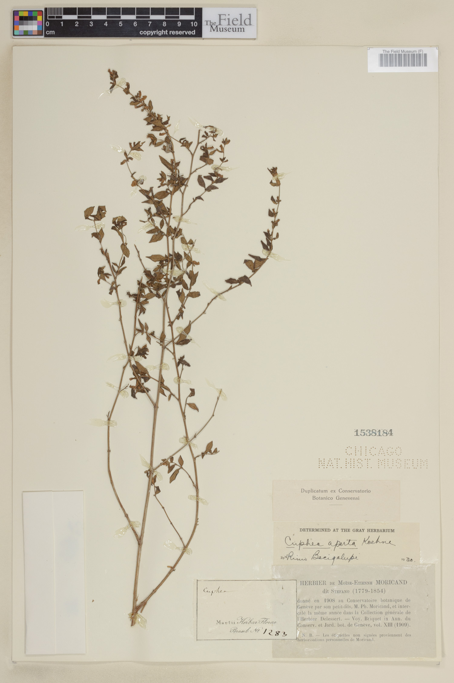 Cuphea aperta image