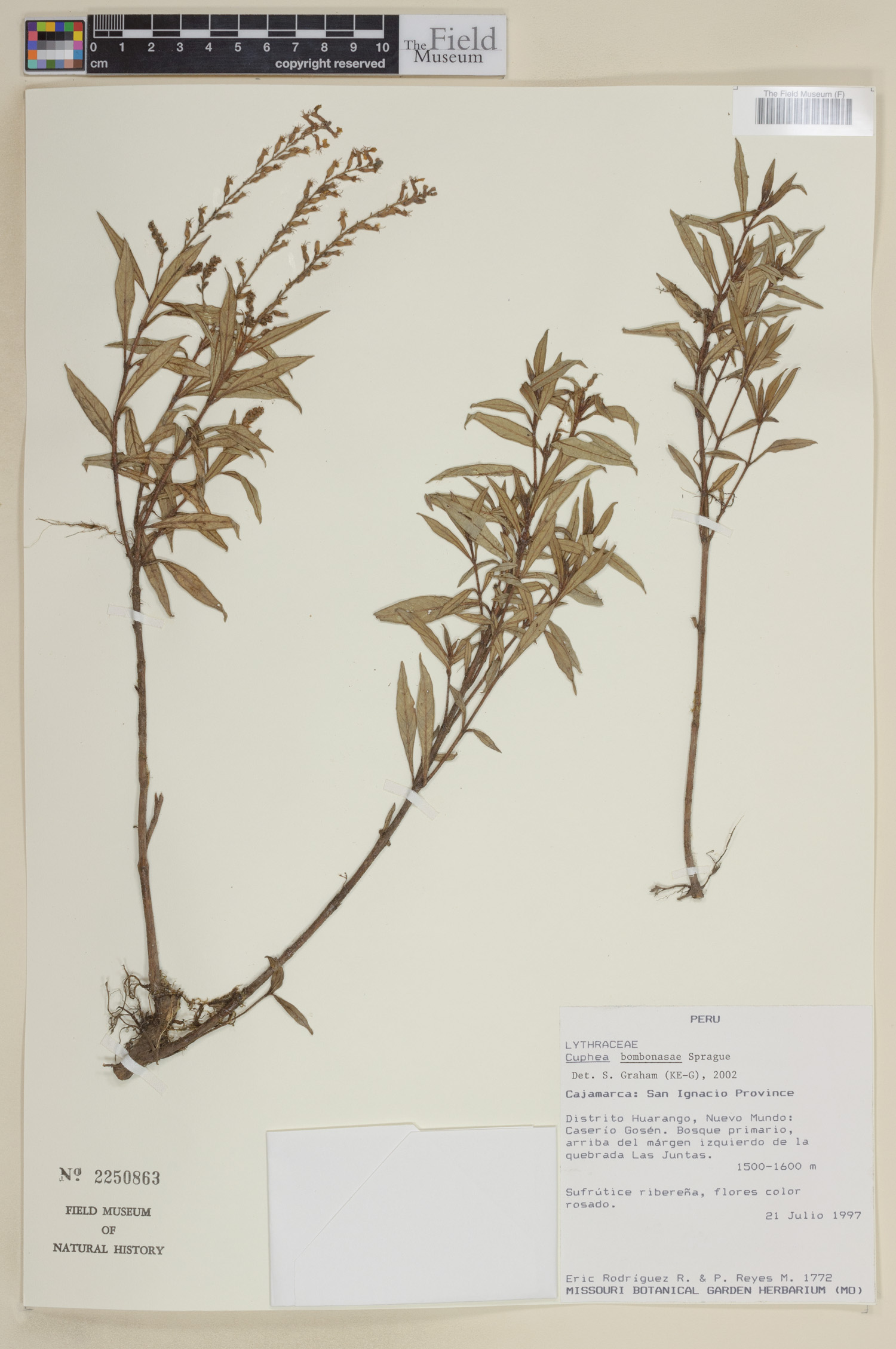 Cuphea bombonasae image