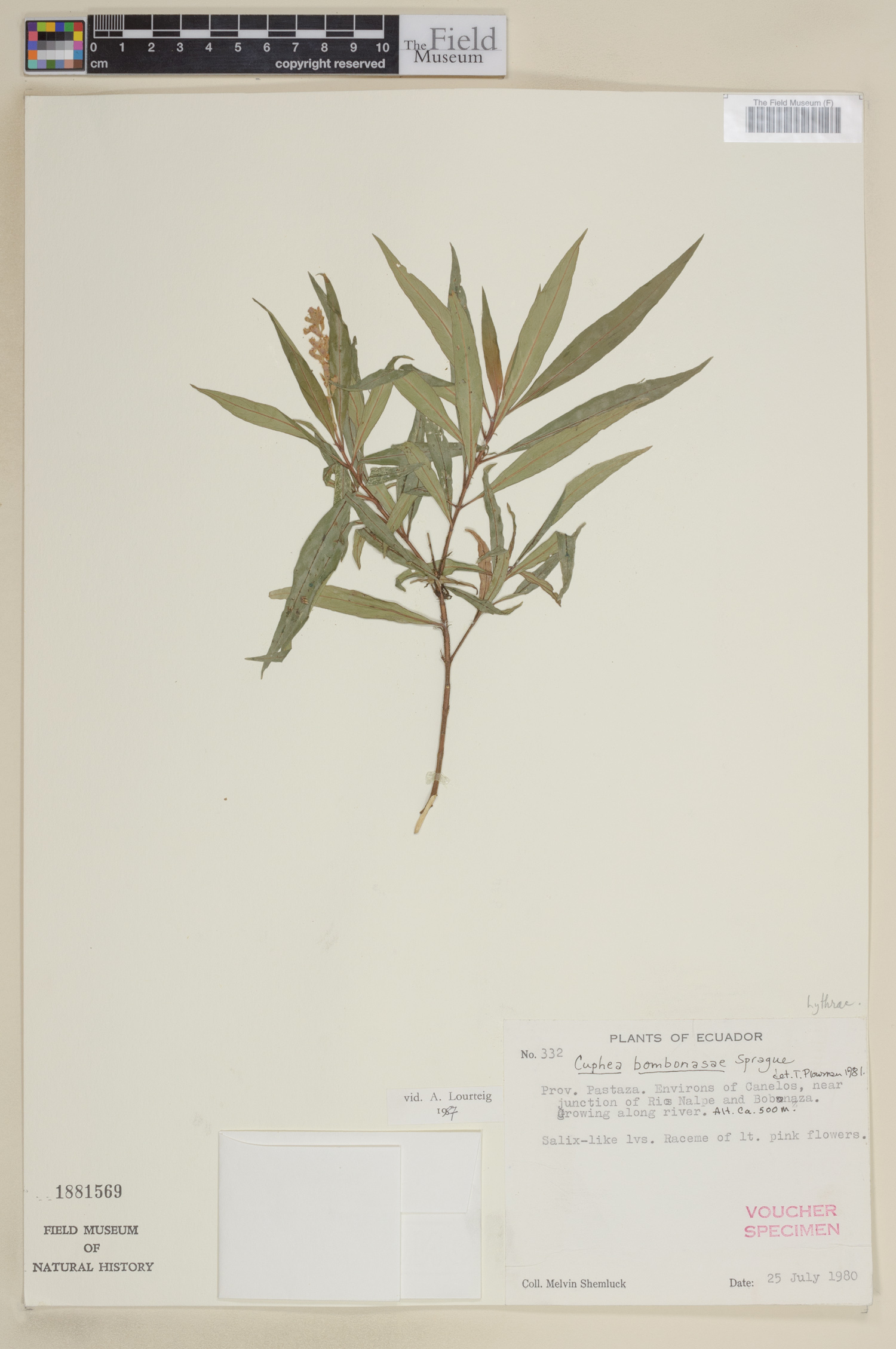 Cuphea bombonasae image