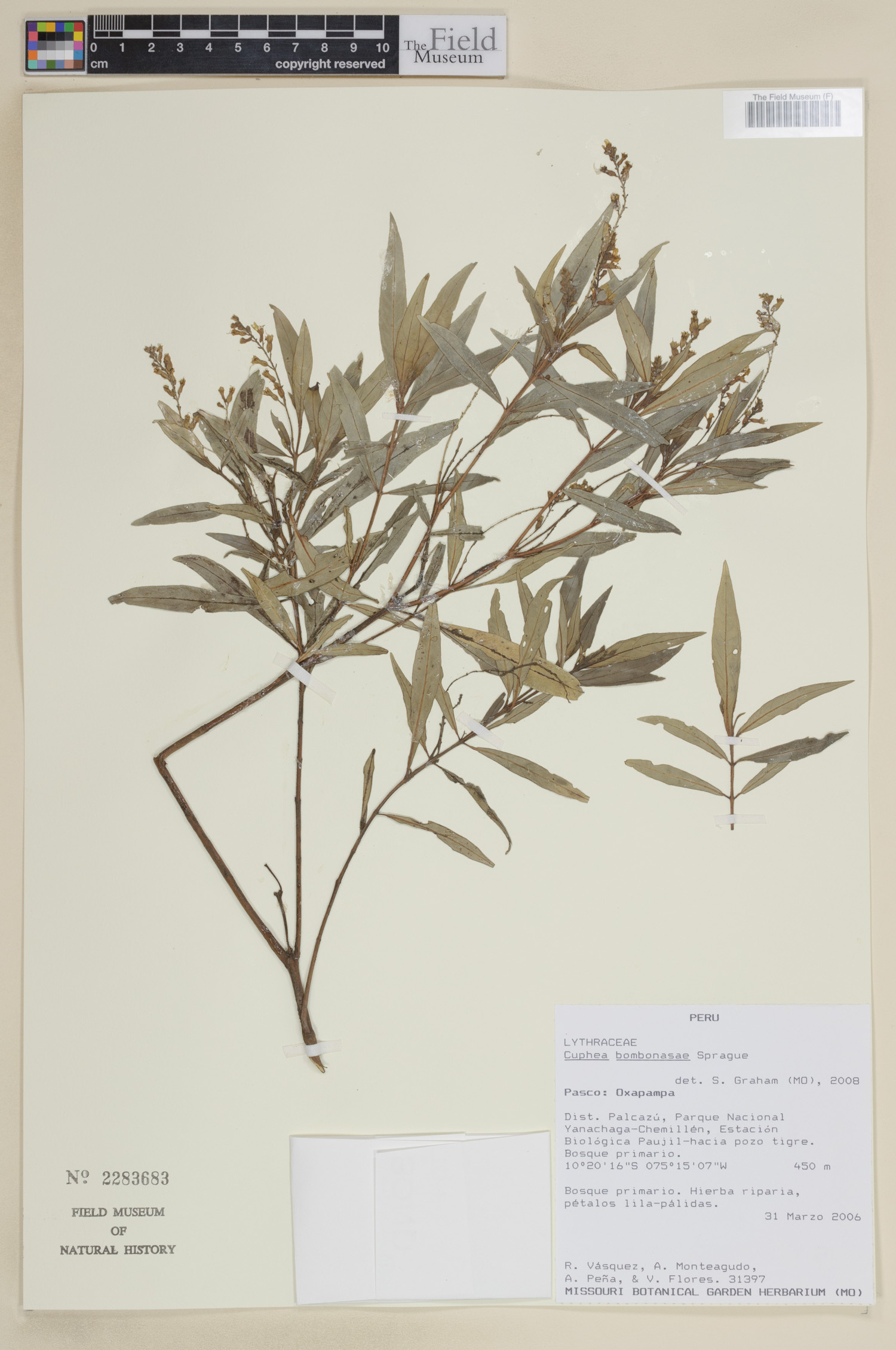 Cuphea bombonasae image