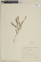 Cuphea brachiata image