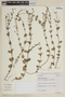 Cuphea calophylla image