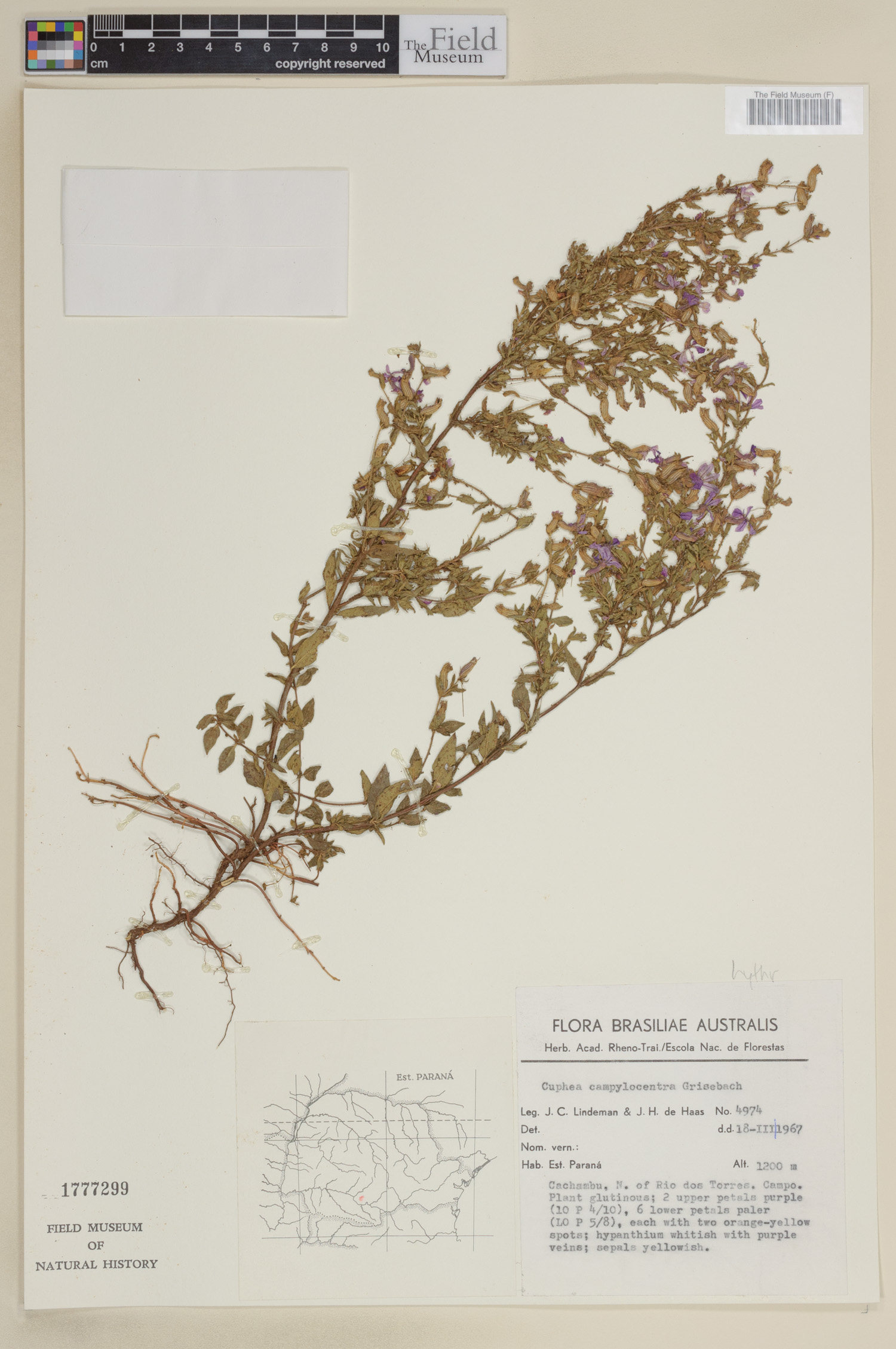 Cuphea campylocentra image