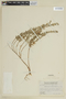 Cuphea cataractarum image