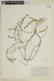 Cuphea ciliata image