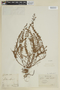 Cuphea ciliata image