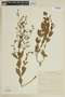 Cuphea confertiflora image