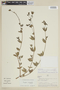 Cuphea cordata image