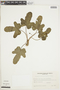 Dorstenia cayapia subsp. vitifolia image