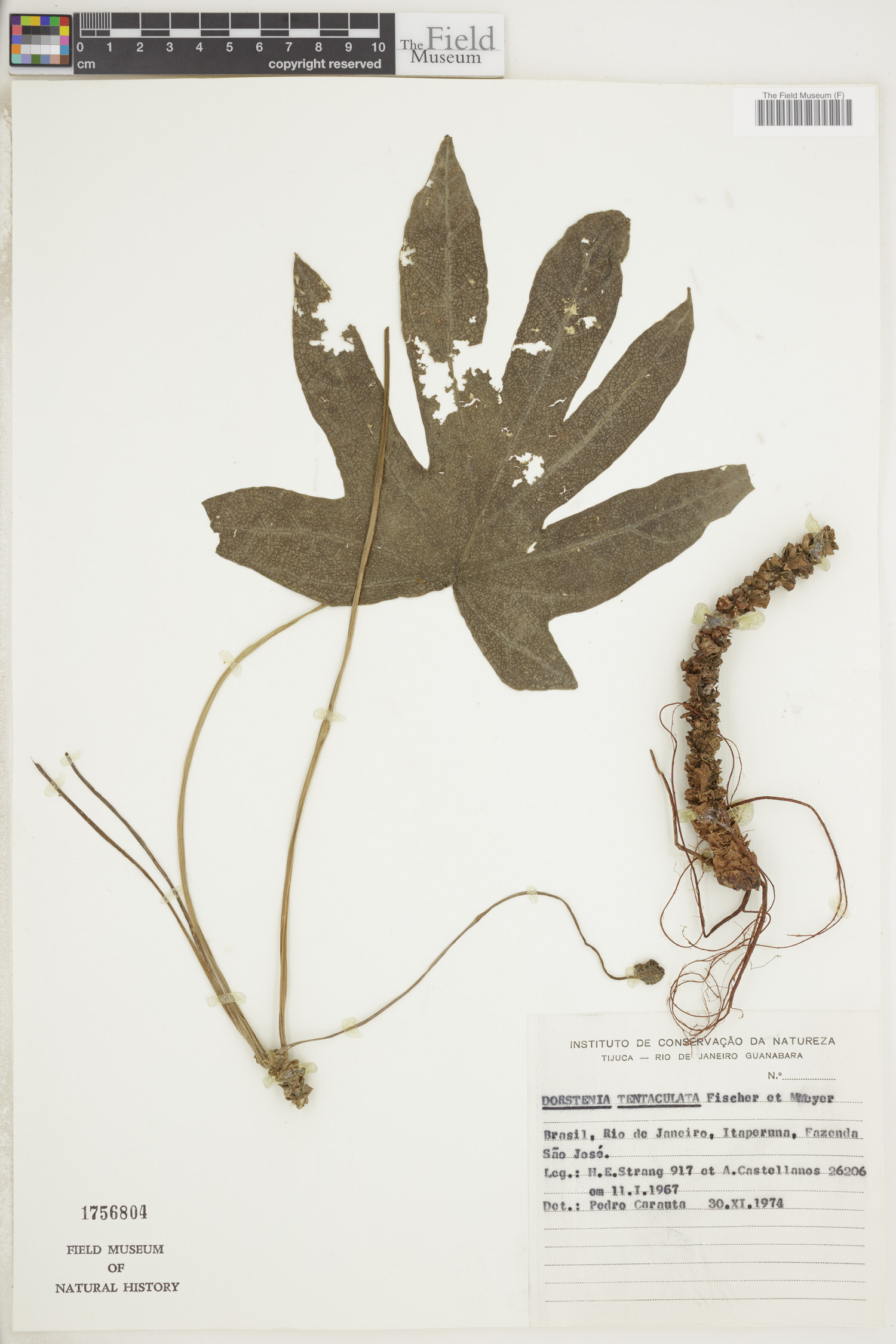 Dorstenia tentaculata image