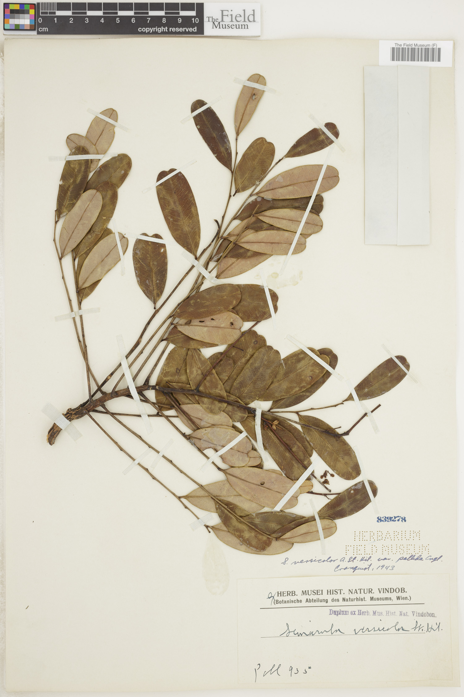 Simarouba versicolor image