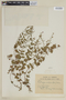 Cuphea persistens image