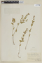 Cuphea persistens image