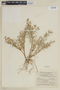 Cuphea philombria image