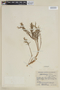 Cuphea philombria image