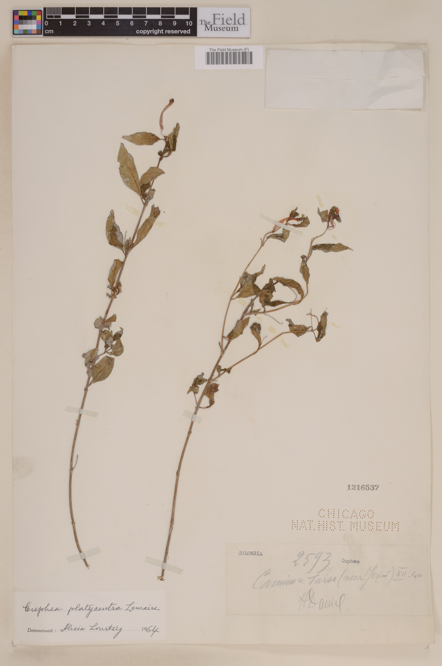 Cuphea platycentra image