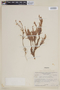 Cuphea pleiantha image